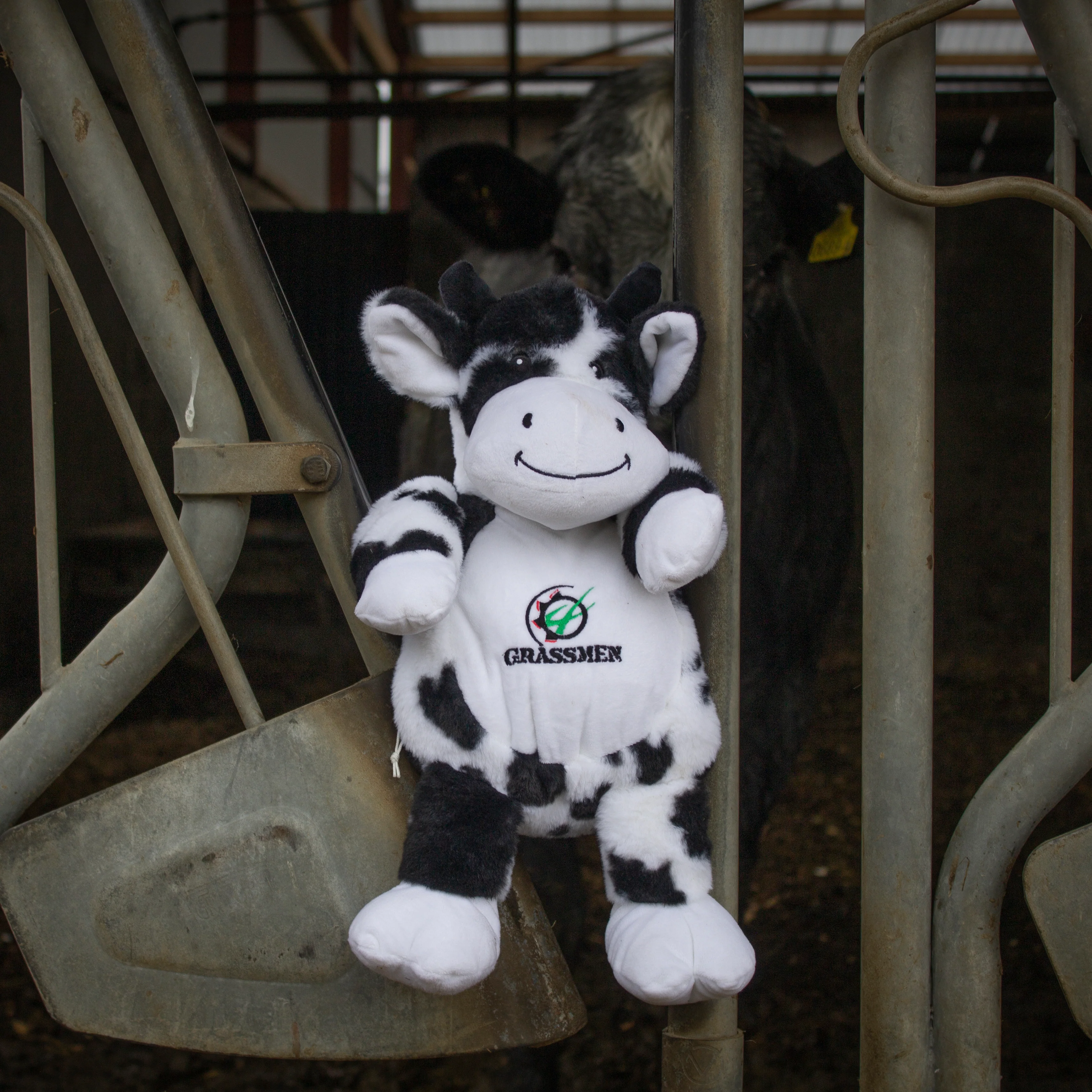 Fiona the Friesian Cow - Image 3