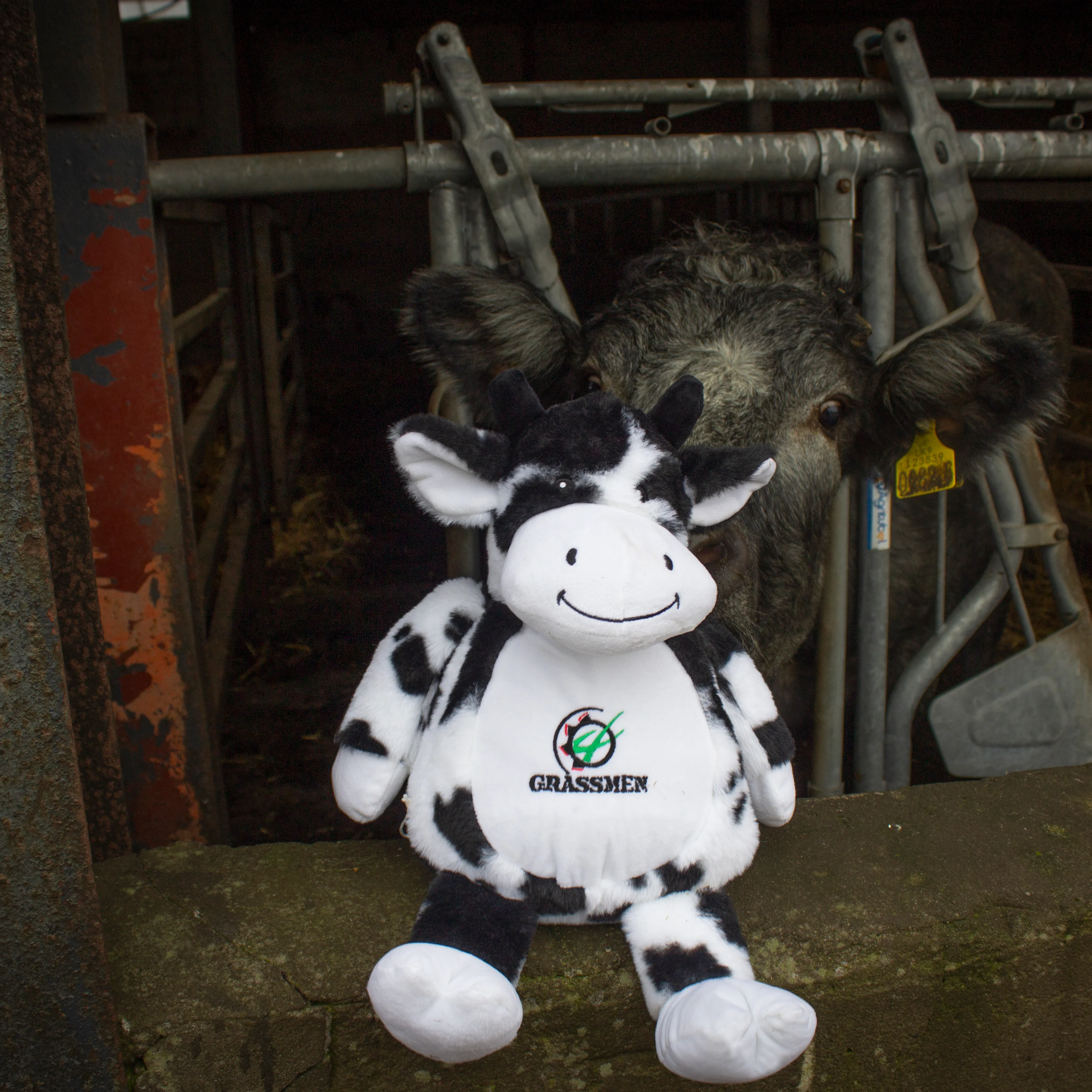 Fiona the Friesian Cow - Image 4